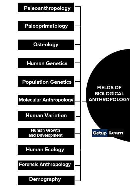 Fields of Biological Anthropology